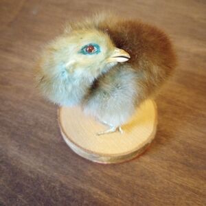 Creative Taxidermy Chick